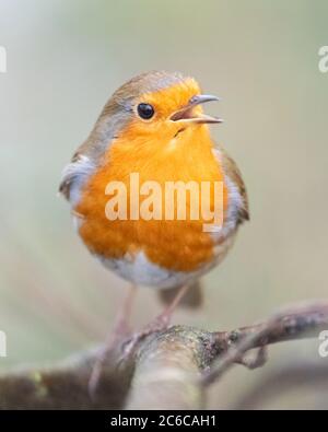 Robin Foto Stock