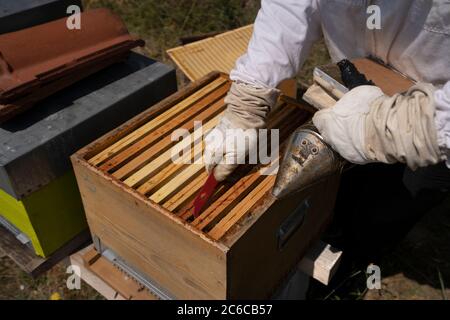 Apicoltore rurale e naturale, lavorando per raccogliere il miele da alveari Foto Stock