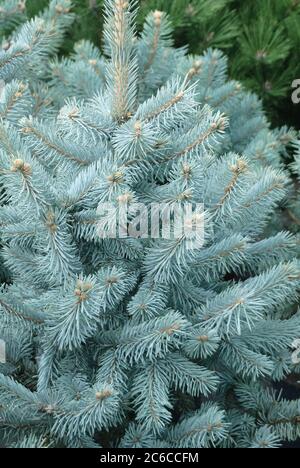 Bau-Fichte, Picea pungens Hoopsii, Abete Rosso, Picea pungens Hoopsii Foto Stock