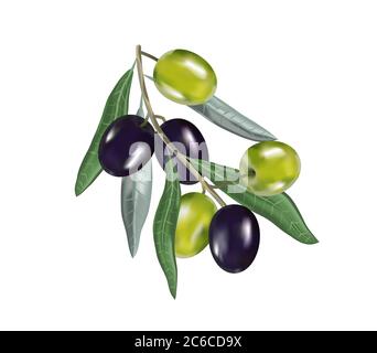 Olio di oliva con ramo. Frutti 3d realistici. Goccia di olio. Illustrazione Vettoriale