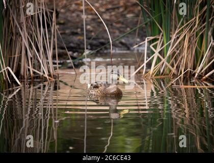 Una femmina Mallard (Anas platyrhynchos) nuota in uno stagno del Franklin Canyon, Beverly Hills, CA. Foto Stock