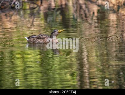 Una femmina Mallard (Anas platyrynchos) nuota in uno stagno del Franklin Canyon, Beverly Hills, CA. Foto Stock