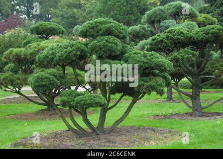 Garten-Bonsai, Krummholzkiefer , Pinus mugo Gnom, Giardino Bonsai, pino di montagna, Pinus mugo gnome Foto Stock