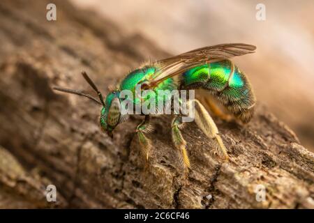 Ape sudore (Augocloropsis sp.) Del complesso della specie Augocloropsis metallica. Foto Stock
