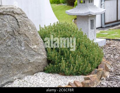 Krummholz-Kiefer, Pinus mugo Mops, Krummholz pug Foto Stock