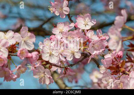 Scharlach-Kirsche, Prunus sargentii, Scarlet Cherry, Prunus sargentii Foto Stock