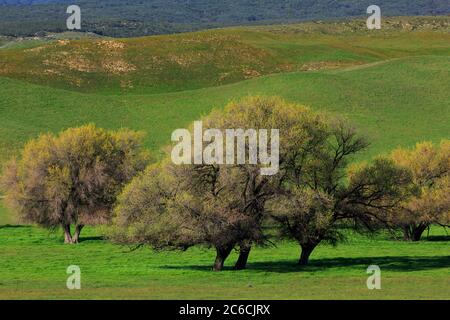 Warner Springs, California meridionale, Stati Uniti Foto Stock