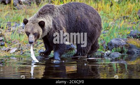 Grande femmina Grizzly Bear che tira un pesce da un fiume. Foto Stock