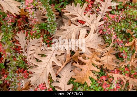 Ungarische Eiche, Quercus frainetto, quercia ungherese, Quercus frainetto Foto Stock