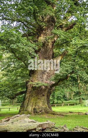 Ivenacker Eichen, Stiel-Eiche , Quercus robur, Ivenacker querce, rovere inglese, Quercus robur Foto Stock