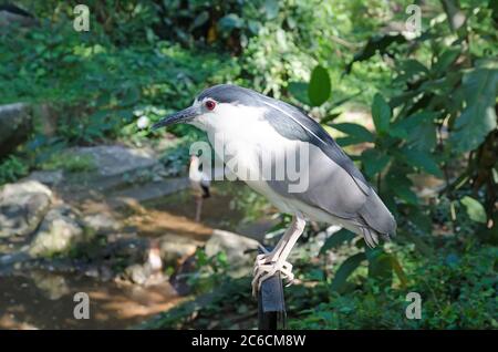 Airone notturno in cronwed nero (nycticorax nycticorax) Foto Stock