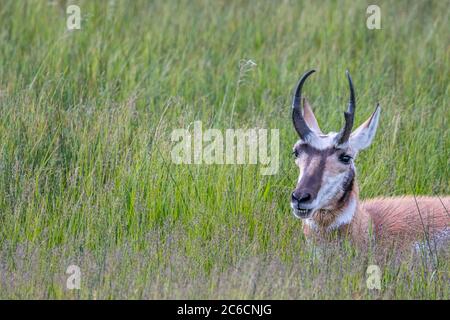 Pronghorn nel campo del Parco Nazionale di Yellowstone, Wyoming Foto Stock