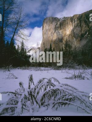 Yosemite National Park CA / JAN un gruppo innevato di salice del Pacifico vicino al fiume Merced guardando a nord verso la nuvola avvolta El Capitan. Foto Stock