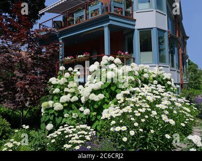 Giardino anteriore della casa con grande grappolo di idangea bianca e margherite Foto Stock