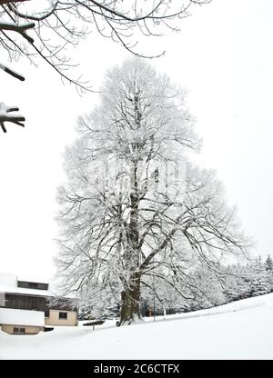 Winter-Linde, Tilia cordata, calce a foglia piccola, Tilia cordata Foto Stock