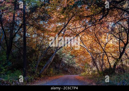 Una strada di campagna conduce attraverso un passaggio colorato autunno. Vicino a Portal, nel sud-est dell'Arizona Foto Stock