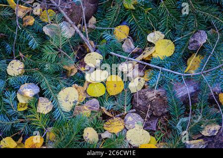 Foglie di Aspen e buoi sempreverdi illuminano il pavimento della foresta. Foto Stock