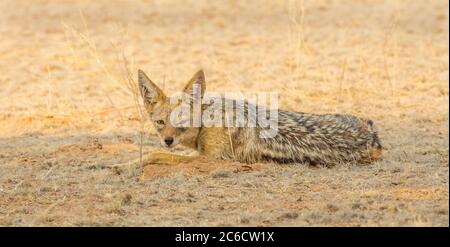 Jackal Black-backed rilassante nel Kgalagadi Tranfrontalier Park, situato nel deserto di Kalahari, in Africa meridionale. Foto Stock