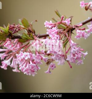 Winter-Schneeball, Viburnum × bodnantense Dawn, palla di neve invernale, Viburnum x bodnantense Dawn Foto Stock