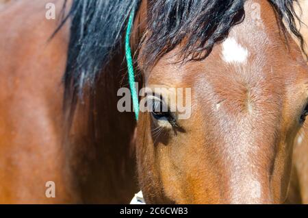 Cavalli selvatici Mustang catturati e tenuti in penne, a BLM Wild Horse Corrals, Hines, Oregon, USA Foto Stock