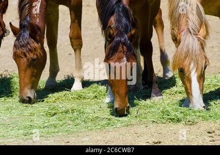 Cavalli selvatici Mustang catturati e tenuti in penne, a BLM Wild Horse Corrals, Hines, Oregon, USA Foto Stock