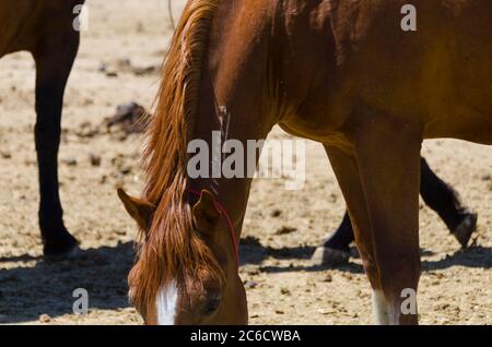 Cavalli selvatici Mustang catturati e tenuti in penne, a BLM Wild Horse Corrals, Hines, Oregon, USA Foto Stock