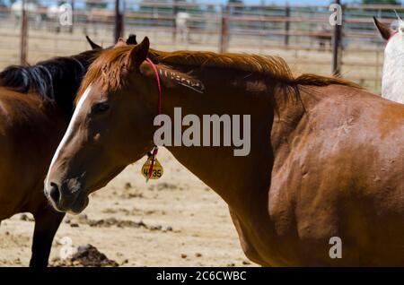 Cavalli selvatici Mustang catturati e tenuti in penne, a BLM Wild Horse Corrals, Hines, Oregon, USA Foto Stock