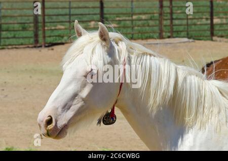 Cavalli selvatici Mustang catturati e tenuti in penne, a BLM Wild Horse Corrals, Hines, Oregon, USA Foto Stock