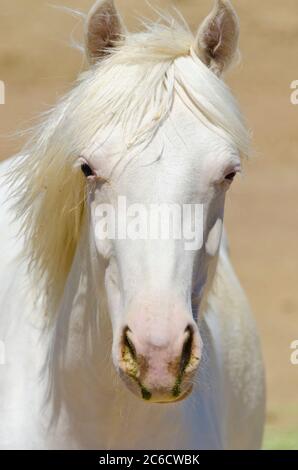 Cavalli selvatici Mustang catturati e tenuti in penne, a BLM Wild Horse Corrals, Hines, Oregon, USA Foto Stock