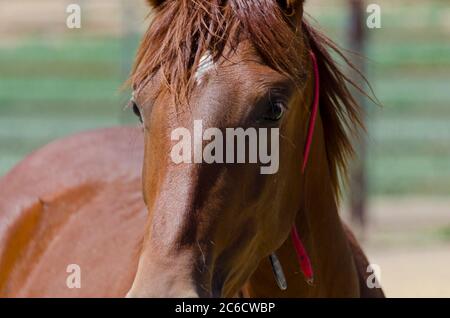 Cavalli selvatici Mustang catturati e tenuti in penne, a BLM Wild Horse Corrals, Hines, Oregon, USA Foto Stock