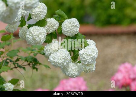 Echter Schneeball, Viburnum Opulus Roseum, neve reale, Viburnum Opulus roseum Foto Stock