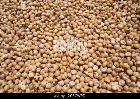 Vista closeup di un miglio bianco (sorgo) Jowar è comunemente chiamato da vari nomi in India- jwaarie, jowar, jola, o jondhalaa ed è usato a mak Foto Stock