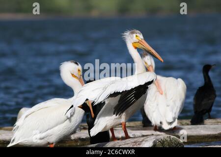 Un ambiente di pelicans bianchi americani che si addrano mentre si siedono su grandi tronchi galleggianti in un lago con una costa lontana. Foto Stock