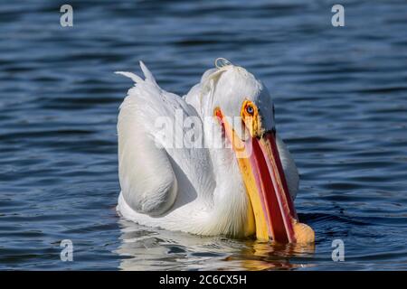 Un bel primo piano di un americano bianco pelicano con gli occhi blu al culmine della stagione di riproduzione, raccogliendo cibo nel suo colorato rosa e arancio bolletta. Foto Stock