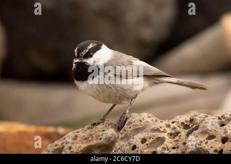 Mountain Chickadee (Poecile Gambeli), Cabin Lake Viewing Blind, Deschutes National Forest, Oregon Foto Stock