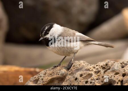 Mountain Chickadee (Poecile Gambeli), Cabin Lake Viewing Blind, Deschutes National Forest, Oregon Foto Stock