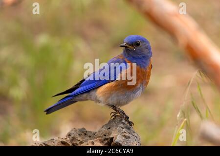 Western Bluebird (Sialia mexicana), Cabin Lake Viewing Blind, Deschutes National Forest, Oregon Foto Stock
