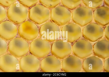 Miele pettine oro fondo texture naturale cellula closeup macro. Foto Stock