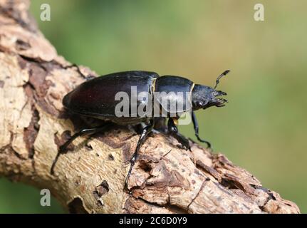 Una magnifica femmina rara Stag Beetle, Lucanus cervus, che cammina su un tronco morto in bosco. Foto Stock