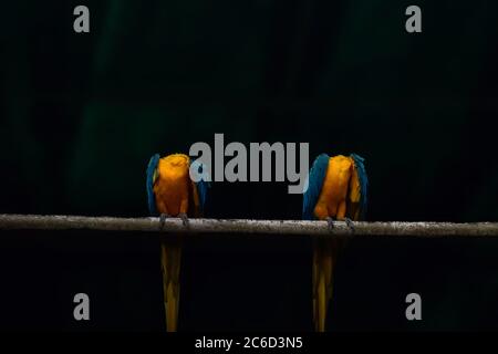 Macaw blu e giallo seduto su un ramo di albero in uno sfondo sfocato Foto Stock