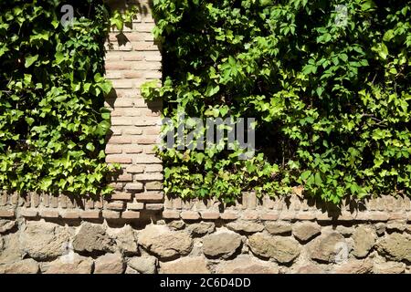 Ivy su un muro di mattoni a Toledo Foto Stock