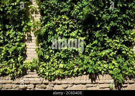 Ivy su un muro di mattoni a Toledo Foto Stock