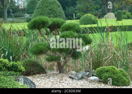 Garten-Bonsai, Krummholzkiefer , Pinus mugo subsp. Mugo, Giardino Bonsai, pino di montagna, Pinus mugo subsp. Mugo Foto Stock