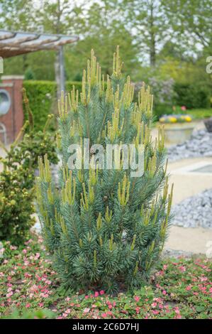 Foioire, Pinus sylvestris Watereri, Pino scozzese, Pinus sylvestris Watereri Foto Stock