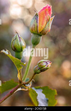 rosa arancio con sfondo sfocato Foto Stock
