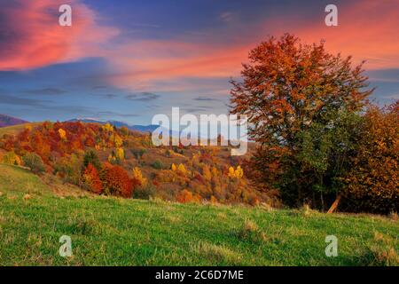 paesaggio rurale autunnale al tramonto. bella campagna in montagna. alberi in autunno fogliame su verdi colline ondulate. drammatiche nuvole sopra il lontano Foto Stock