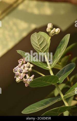 bel fiore gigante di mungitura, nome scientifico è calotropis gigantea, corona Foto Stock