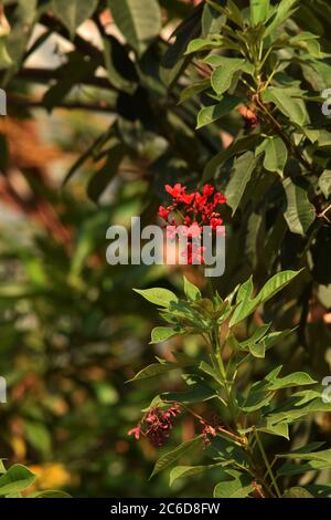 jatropha integerrima o jatropha piccante, peregrina Foto Stock