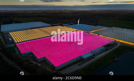 La Chapelle-des-Fougeretz (Bretagna, Francia nord-occidentale): Vista aerea di notte delle serre Tomwest, pomodori Jouno, un sito di 17 ettari Foto Stock