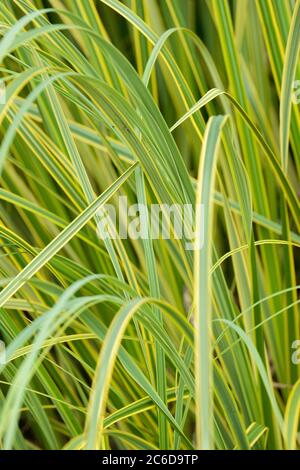 Foglie gialle variegate di CORTADERIA selloana 'Gold Band', 'Gold Band' Pampas Grass, 'Gold Band' Tussock Grass Foto Stock